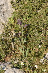 Anchusa undulata