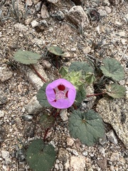 Eremalche rotundifolia