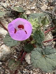 Eremalche rotundifolia
