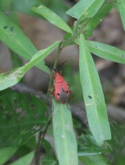 Probergrothius nigricornis