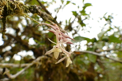 Epidendrum madsenii