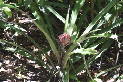 Bromelioideae