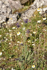 Anchusa undulata
