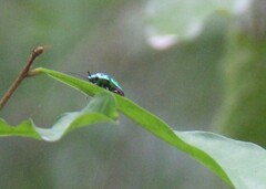 Chrysocoris stollii