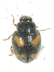 Nephus quadrimaculatus