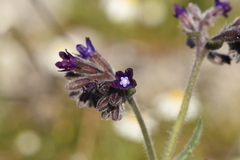 Anchusa undulata