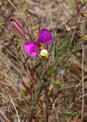 Polygala peduncularis