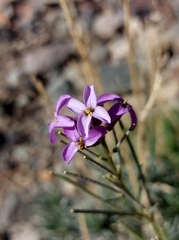 Erysimum scoparium