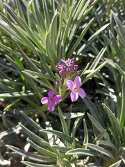 Erysimum scoparium