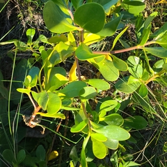 Scaevola plumieri