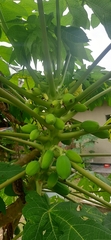 Carica papaya