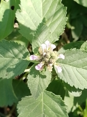 Teucrium vesicarium
