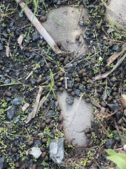 Oryctolagus cuniculus