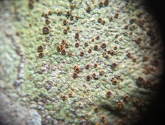 Letrouitia domingensis