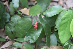 Probergrothius nigricornis