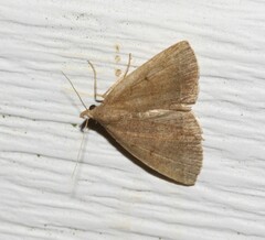 Zanclognatha protumnusalis