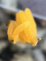 Calocera