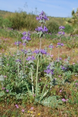 Salvia carduacea