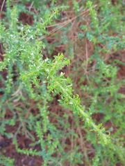 Adenocarpus foliolosus