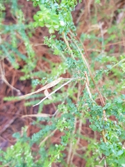 Adenocarpus foliolosus