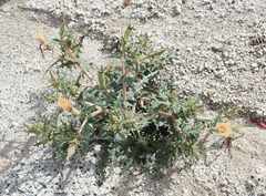 Mentzelia hirsutissima
