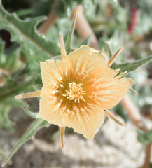 Mentzelia hirsutissima