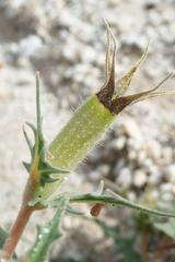 Mentzelia hirsutissima