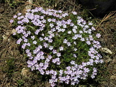 Phlox diffusa