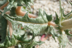 Mentzelia hirsutissima