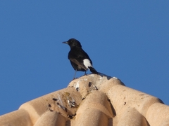 Oenanthe leucura