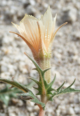 Mentzelia hirsutissima