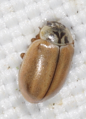 Aphidecta obliterata