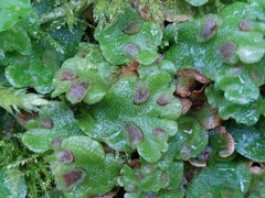 Lunularia cruciata