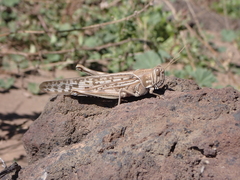 Schistocerca gregaria