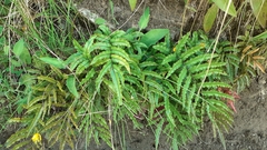 Blechnum montanum