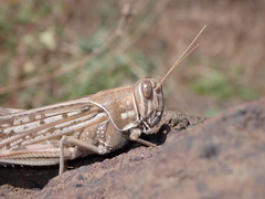 Schistocerca gregaria