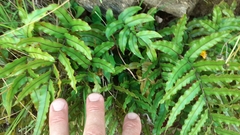 Blechnum montanum