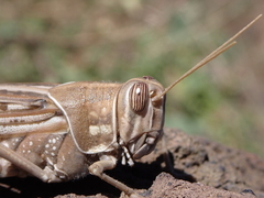 Schistocerca gregaria