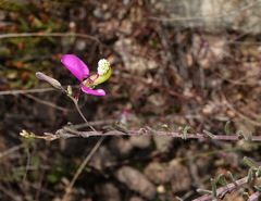 Polygala peduncularis