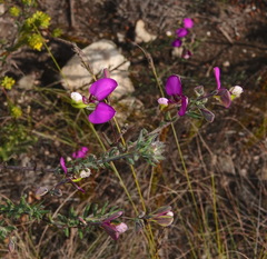 Polygala peduncularis