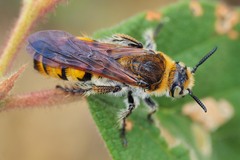 Radumeris tasmaniensis