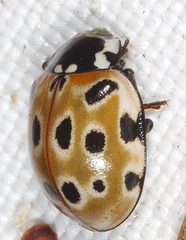 Anatis ocellata