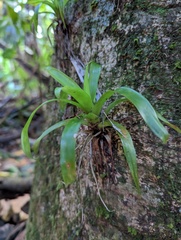 Guzmania