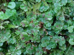 Lunularia cruciata