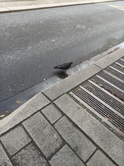 Columba livia domestica