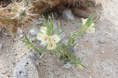 Mohavea confertiflora