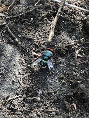 Chrysomya marginalis