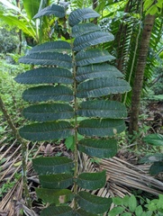 Zanthoxylum martinicense