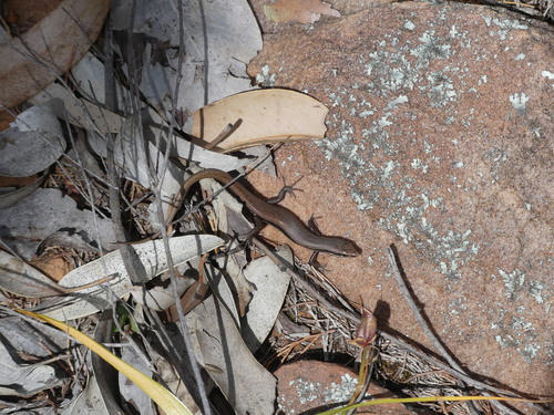 Morethia boulengeri