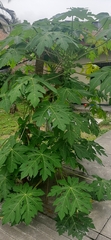 Carica papaya